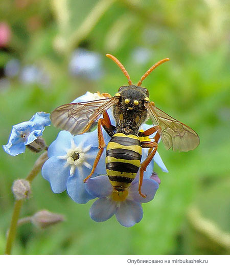 Пчела на голубом цветке